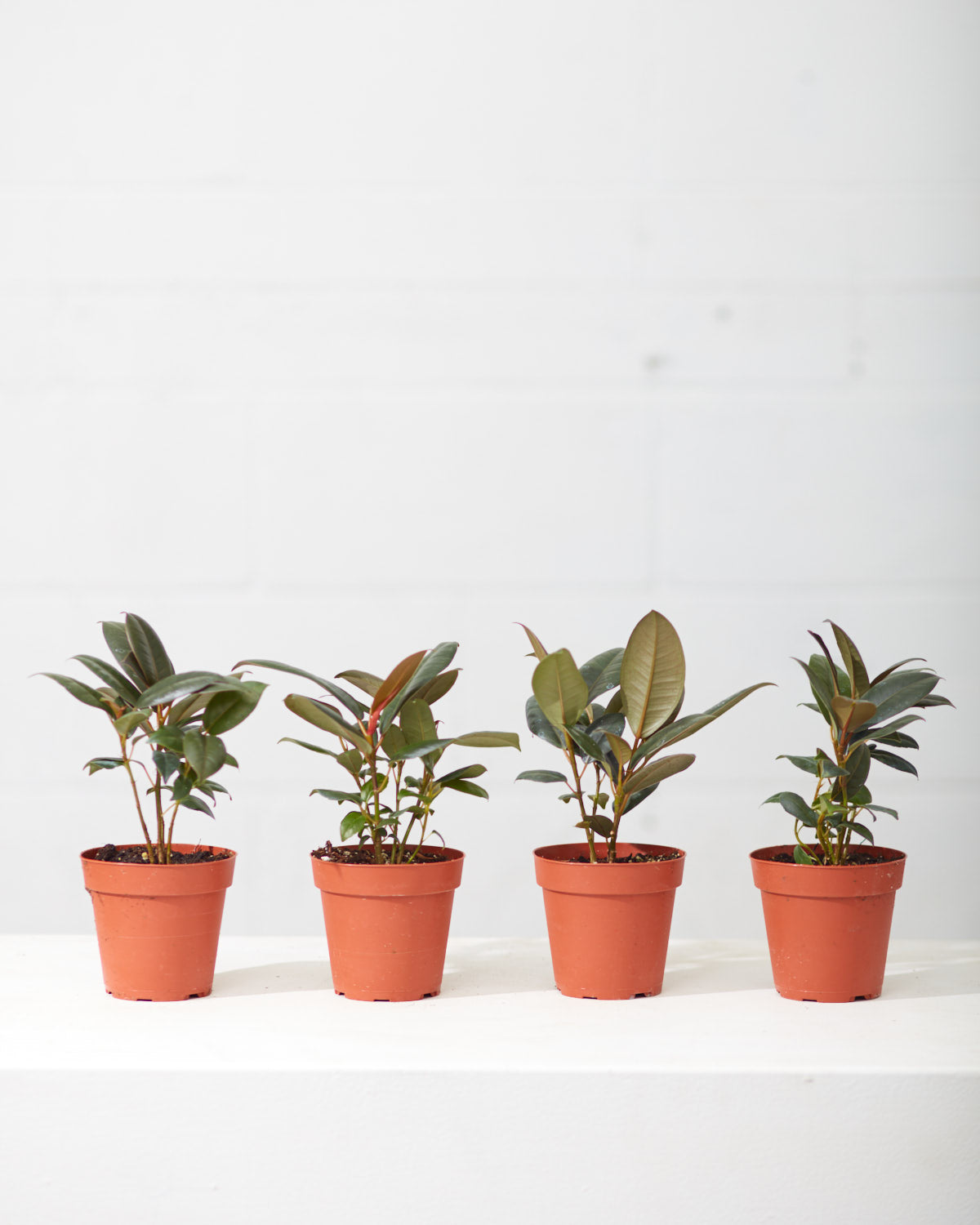 Green Rubber Plant: Ficus elastica - 4 inch pot — indoor plant — indoor plant for sale by Promise Supply for delivery and pickup in Toronto.