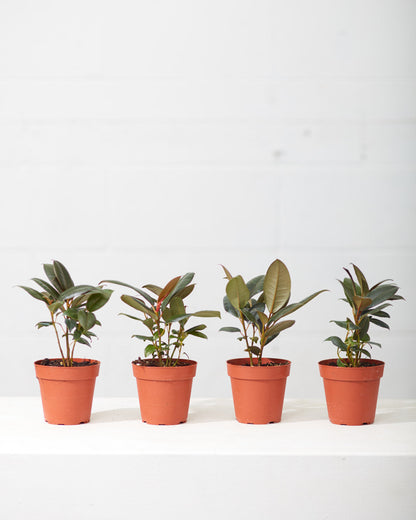 Green Rubber Plant: Ficus elastica - 4 inch pot — indoor plant — indoor plant for sale by Promise Supply for delivery and pickup in Toronto.