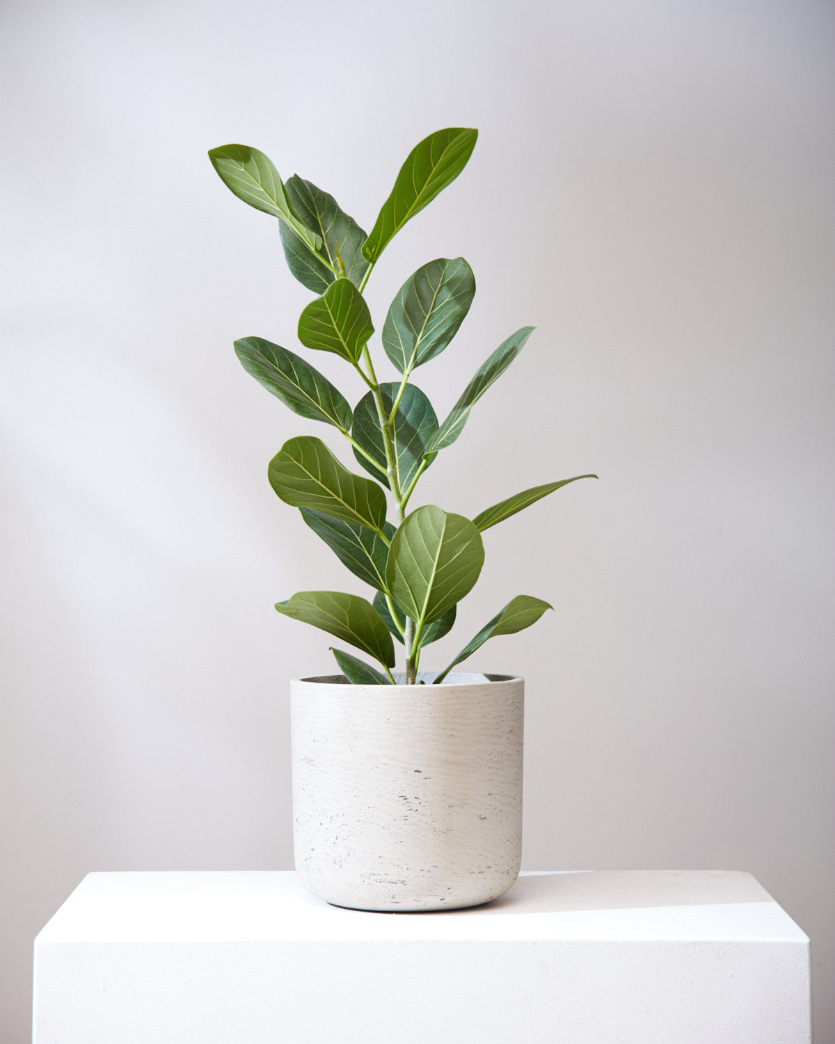 Ficus Audrey Column: Ficus benghalensis - 8 inch pot