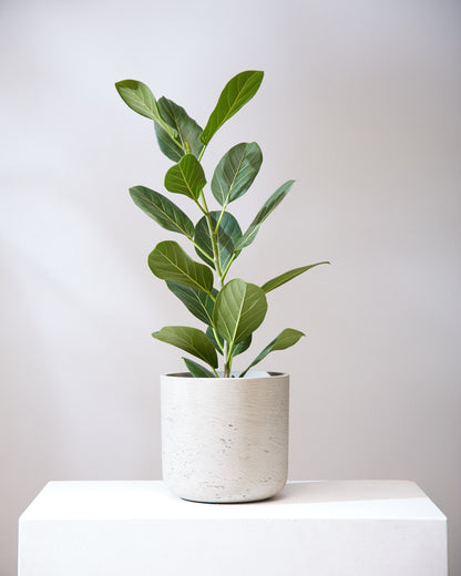 Ficus Audrey Column: Ficus benghalensis - 8 inch pot