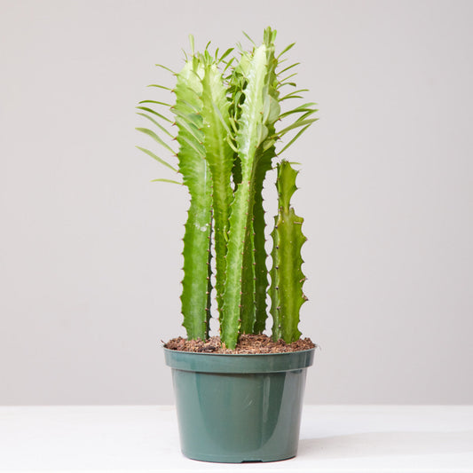 African Milk Tree Cactus: Euphorbia trigona - 6 inch pot — indoor plant — indoor plant for sale by Promise Supply for delivery and pickup in Toronto.