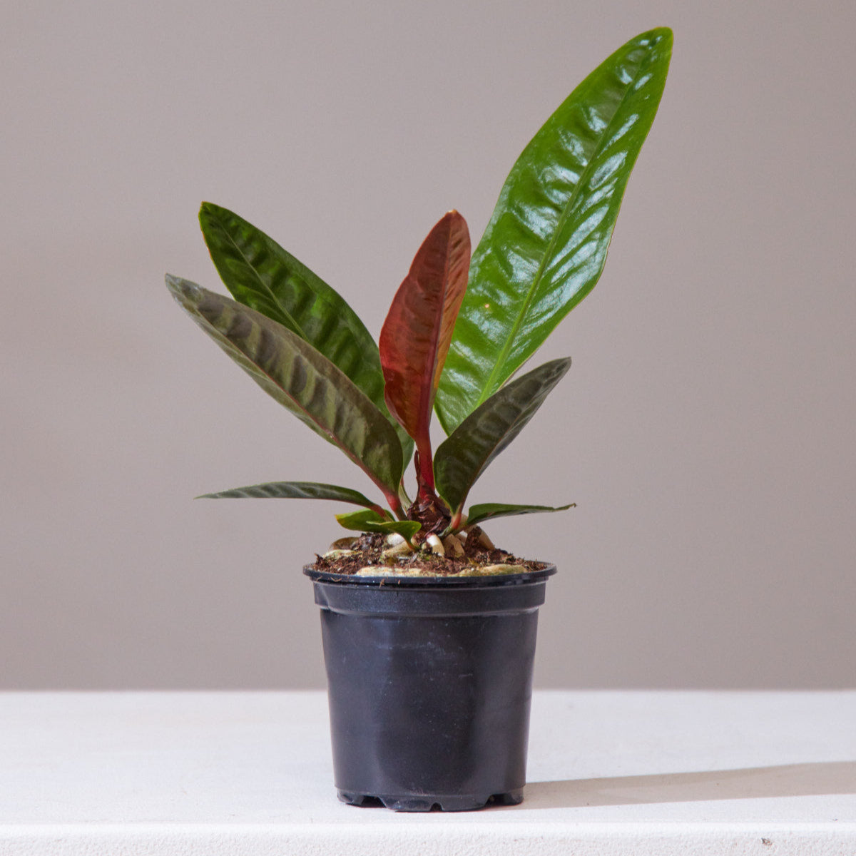 Superbum Laceleaf: Anthurium - 4 inch pot — indoor plant — indoor plant for sale by Promise Supply for delivery and pickup in Toronto.