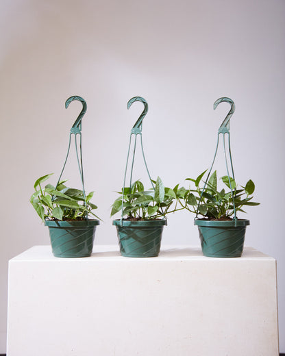 Cebu Blue Pothos: Epipremnum pinnatum - 8 inch hanging basket — indoor plant — indoor plant for sale by Promise Supply for delivery and pickup in Toronto.