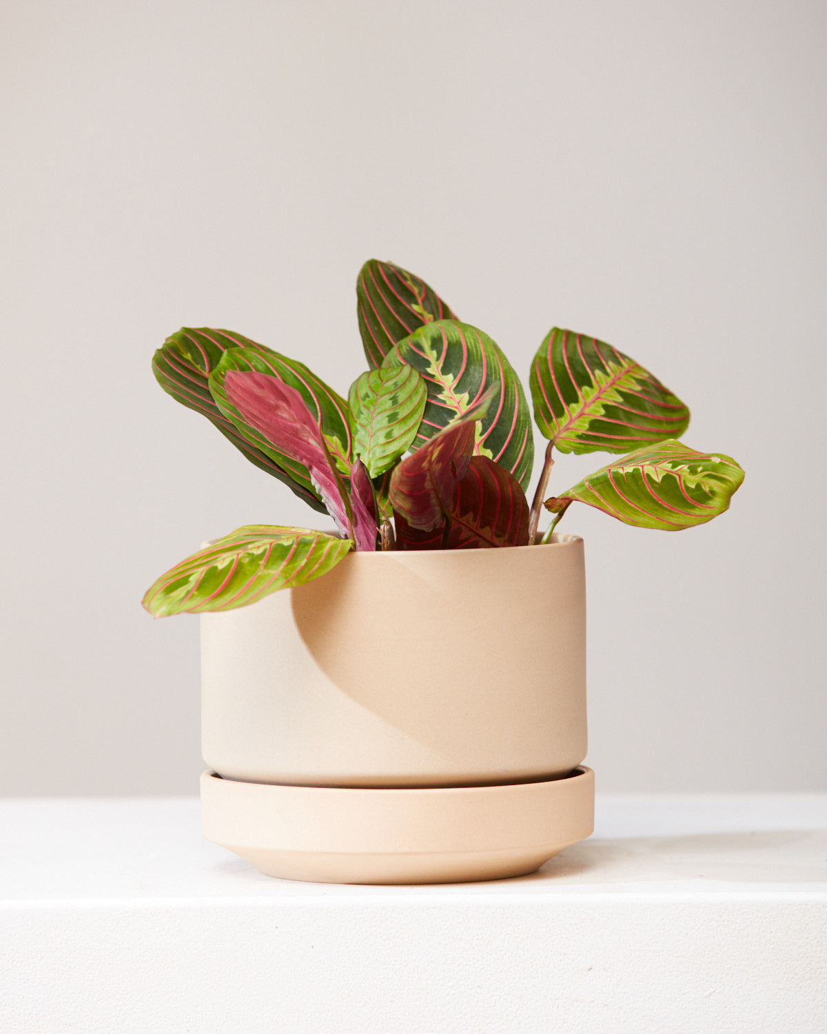 Red Prayer Plant: Maranta leuconeura - 6 inch pot