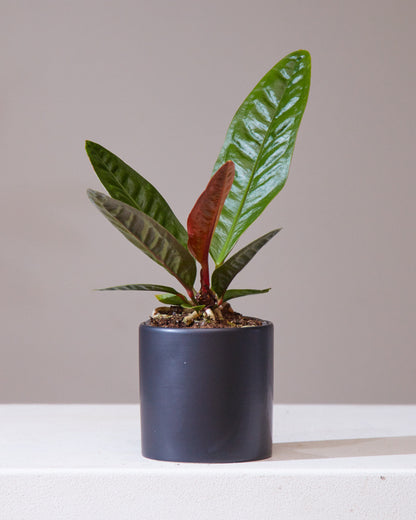 bird's nest anthurium superbum Superbum Laceleaf: Anthurium - 4" Pot