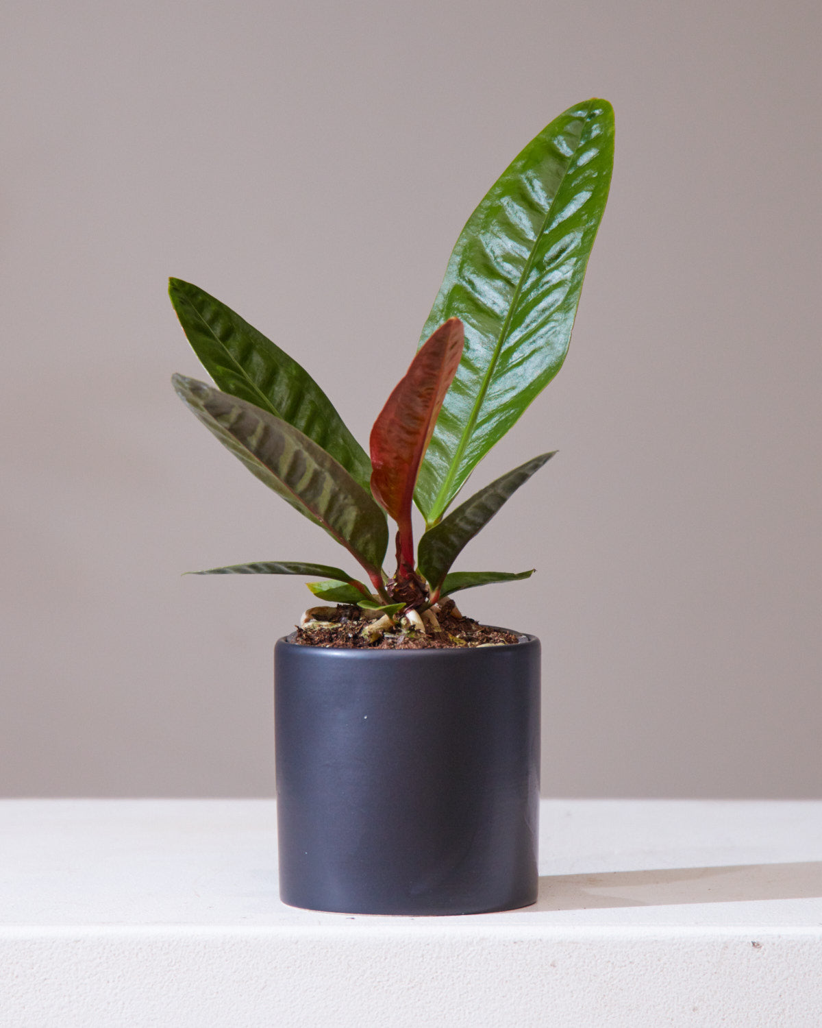 Superbum Laceleaf: Anthurium - 4 inch pot — indoor plant — indoor plant for sale by Promise Supply for delivery and pickup in Toronto.