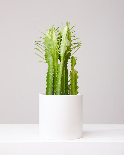 African Milk Tree Cactus: Euphorbia trigona - 6 inch pot — indoor plant — indoor plant for sale by Promise Supply for delivery and pickup in Toronto.