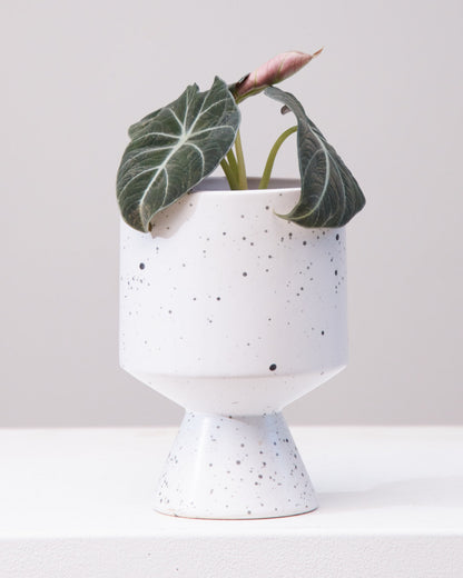 Black Velvet Elephant Ear: Alocasia reginula - 4 inch pot — indoor plant — indoor plant for sale by Promise Supply for delivery and pickup in Toronto.