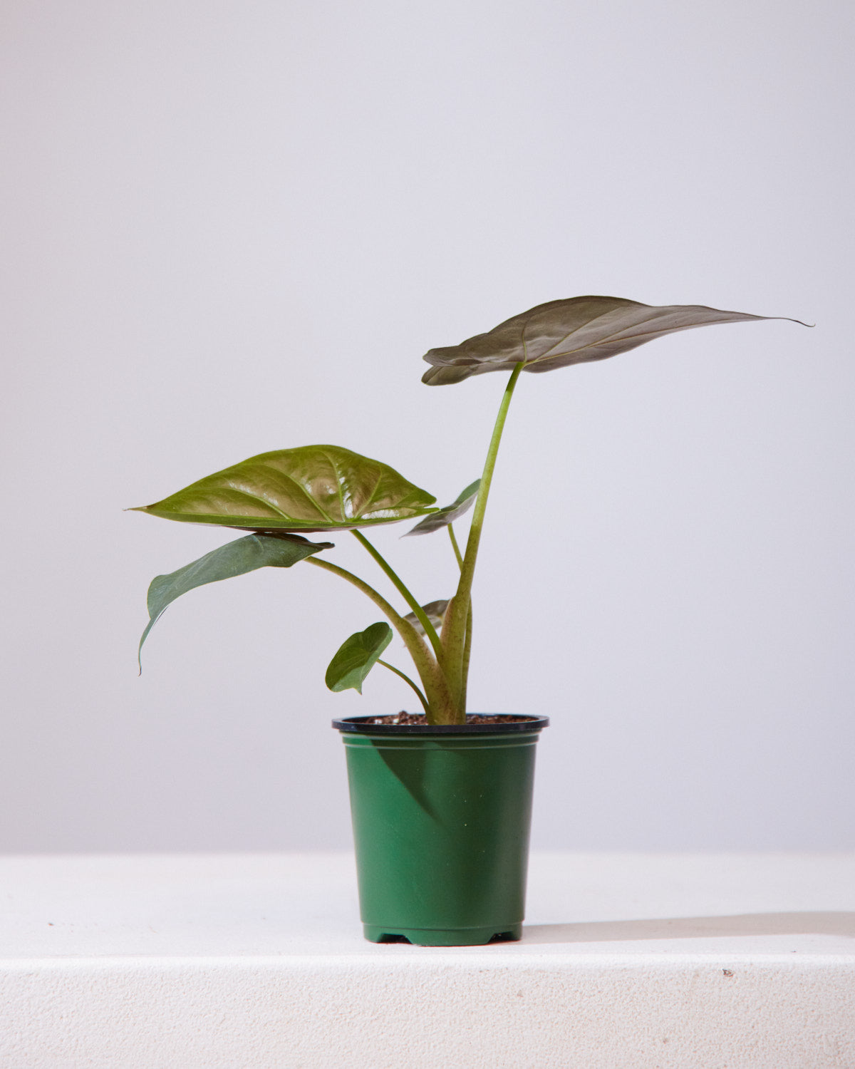 Hardy Elephant Ear: Alocasia wentii - 4 inch pot — indoor plant — indoor plant for sale by Promise Supply for delivery and pickup in Toronto.