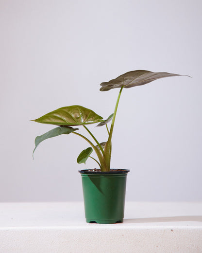 Hardy Elephant Ear: Alocasia wentii - 4 inch pot — indoor plant — indoor plant for sale by Promise Supply for delivery and pickup in Toronto.