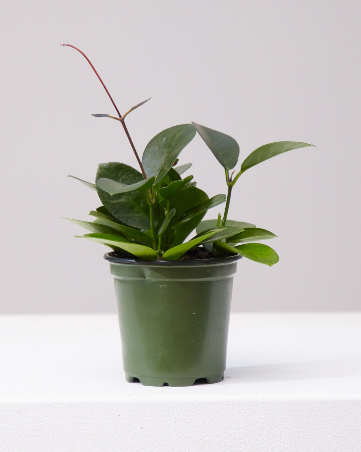 Wax Vine: Hoya australis - 4 inch pot — indoor plant — indoor plant for sale by Promise Supply for delivery and pickup in Toronto.