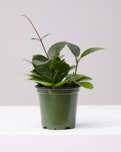 Wax Vine: Hoya australis - 4 inch pot — indoor plant — indoor plant for sale by Promise Supply for delivery and pickup in Toronto.