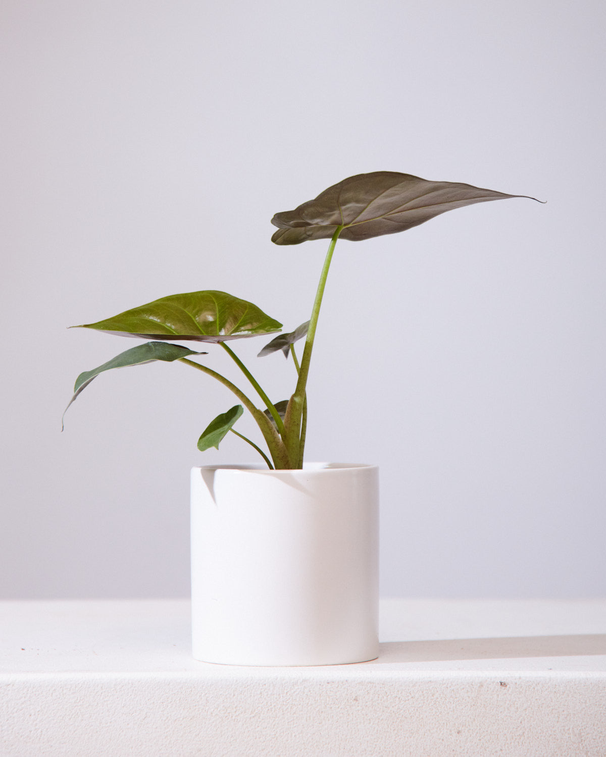 Hardy Elephant Ear: Alocasia wentii - 4 inch pot — indoor plant — indoor plant for sale by Promise Supply for delivery and pickup in Toronto.
