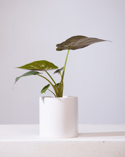 Hardy Elephant Ear: Alocasia wentii - 4 inch pot — indoor plant — indoor plant for sale by Promise Supply for delivery and pickup in Toronto.