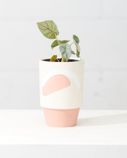 Silver Dragon Elephant Ear: Alocasia baginda - 4 inch pot — indoor plant — indoor plant for sale by Promise Supply for delivery and pickup in Toronto.