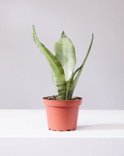 Moonshine Snake Plant: Sansevieria trifasciata - 6 inch pot