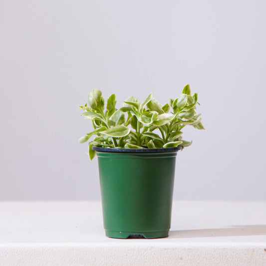 Variegated Cat's Tongue: Aptenia Cordifolia - 4 inch pot — indoor plant — indoor plant for sale by Promise Supply for delivery and pickup in Toronto.