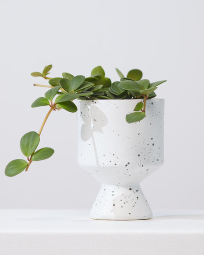 Peperomia Hope: Peperomia perciliata - 4 inch pot — indoor plant — indoor plant for sale by Promise Supply for delivery and pickup in Toronto.