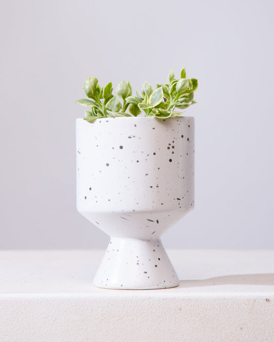 Variegated Cat's Tongue: Aptenia Cordifolia - 4 inch pot — indoor plant — indoor plant for sale by Promise Supply for delivery and pickup in Toronto.