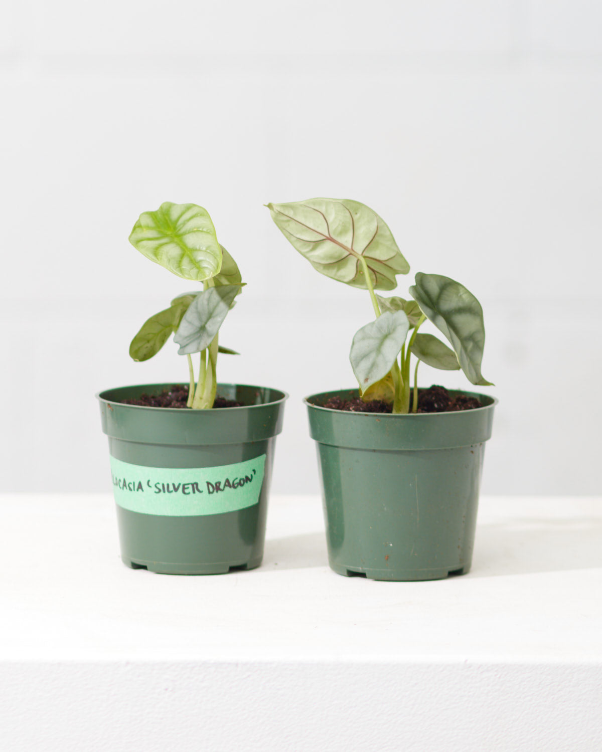 Silver Dragon Elephant Ear: Alocasia baginda - 4 inch pot — indoor plant — indoor plant for sale by Promise Supply for delivery and pickup in Toronto.