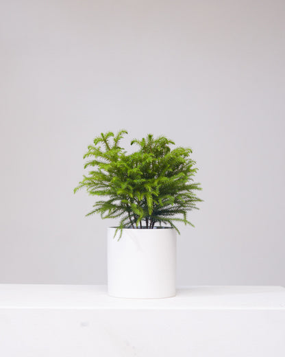 Norfolk Island Pine: Araucaria heterophylla - 6 inch pot — indoor plant — indoor plant for sale by Promise Supply for delivery and pickup in Toronto.