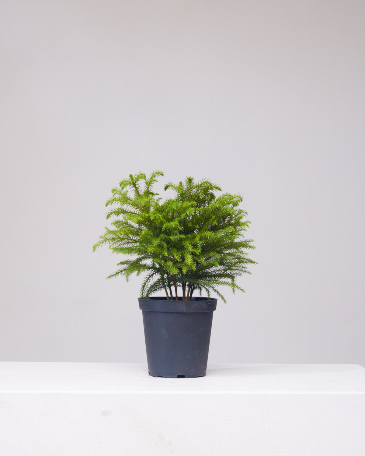 Norfolk Island Pine: Araucaria heterophylla - 6 inch pot — indoor plant — indoor plant for sale by Promise Supply for delivery and pickup in Toronto.