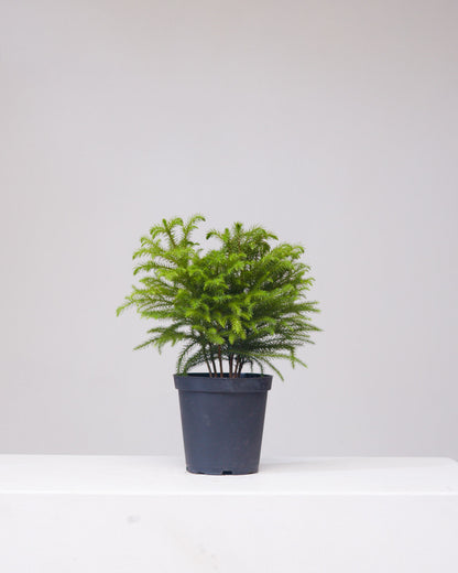 Norfolk Island Pine: Araucaria heterophylla - 6 inch pot — indoor plant — indoor plant for sale by Promise Supply for delivery and pickup in Toronto.