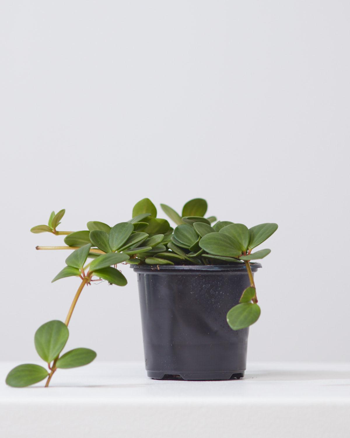 Peperomia Hope: Peperomia perciliata - 4 inch pot — indoor plant — indoor plant for sale by Promise Supply for delivery and pickup in Toronto.