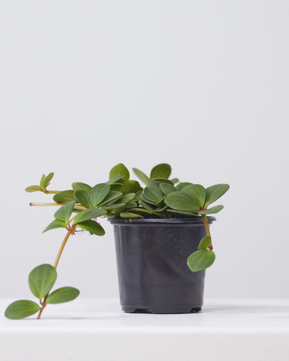 Peperomia Hope: Peperomia perciliata - 4 inch pot — indoor plant — indoor plant for sale by Promise Supply for delivery and pickup in Toronto.