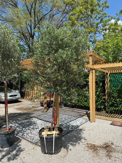 Olive Tree Standard: Olea europaea - 17-30+ inch pot - 8-13 foot tall
