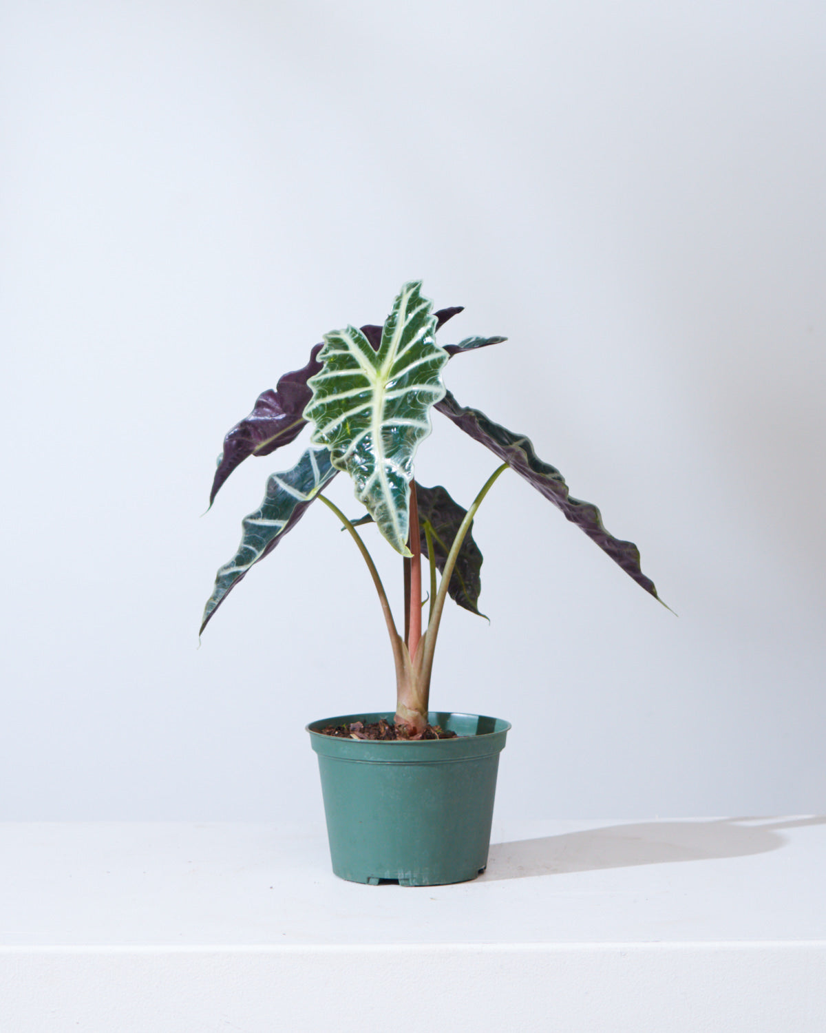 Polly Elephant Ear: Alocasia x amazonica - 6 inch pot — indoor plant — indoor plant for sale by Promise Supply for delivery and pickup in Toronto.