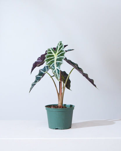 Polly Elephant Ear: Alocasia x amazonica - 6 inch pot — indoor plant — indoor plant for sale by Promise Supply for delivery and pickup in Toronto.