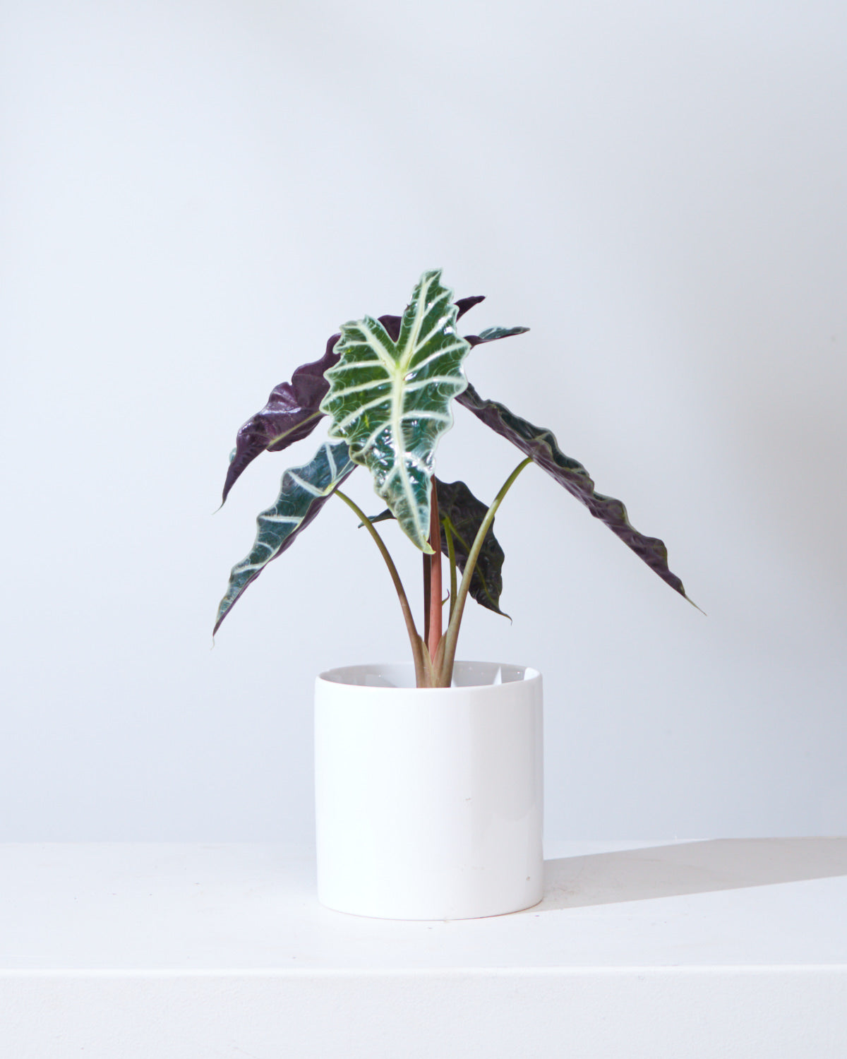 Polly Elephant Ear: Alocasia x amazonica - 6 inch pot — indoor plant — indoor plant for sale by Promise Supply for delivery and pickup in Toronto.