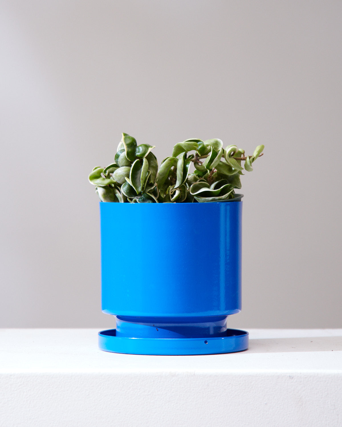 Variegated Hindu Rope: Hoya carnosa 'Compacta' - 4 inch pot — indoor plant — indoor plant for sale by Promise Supply for delivery and pickup in Toronto.