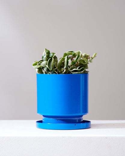 Variegated Hindu Rope: Hoya carnosa 'Compacta' - 4 inch pot — indoor plant — indoor plant for sale by Promise Supply for delivery and pickup in Toronto.