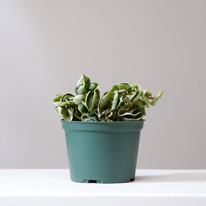 Variegated Hindu Rope: Hoya carnosa 'Compacta' - 4 inch pot — indoor plant — indoor plant for sale by Promise Supply for delivery and pickup in Toronto.