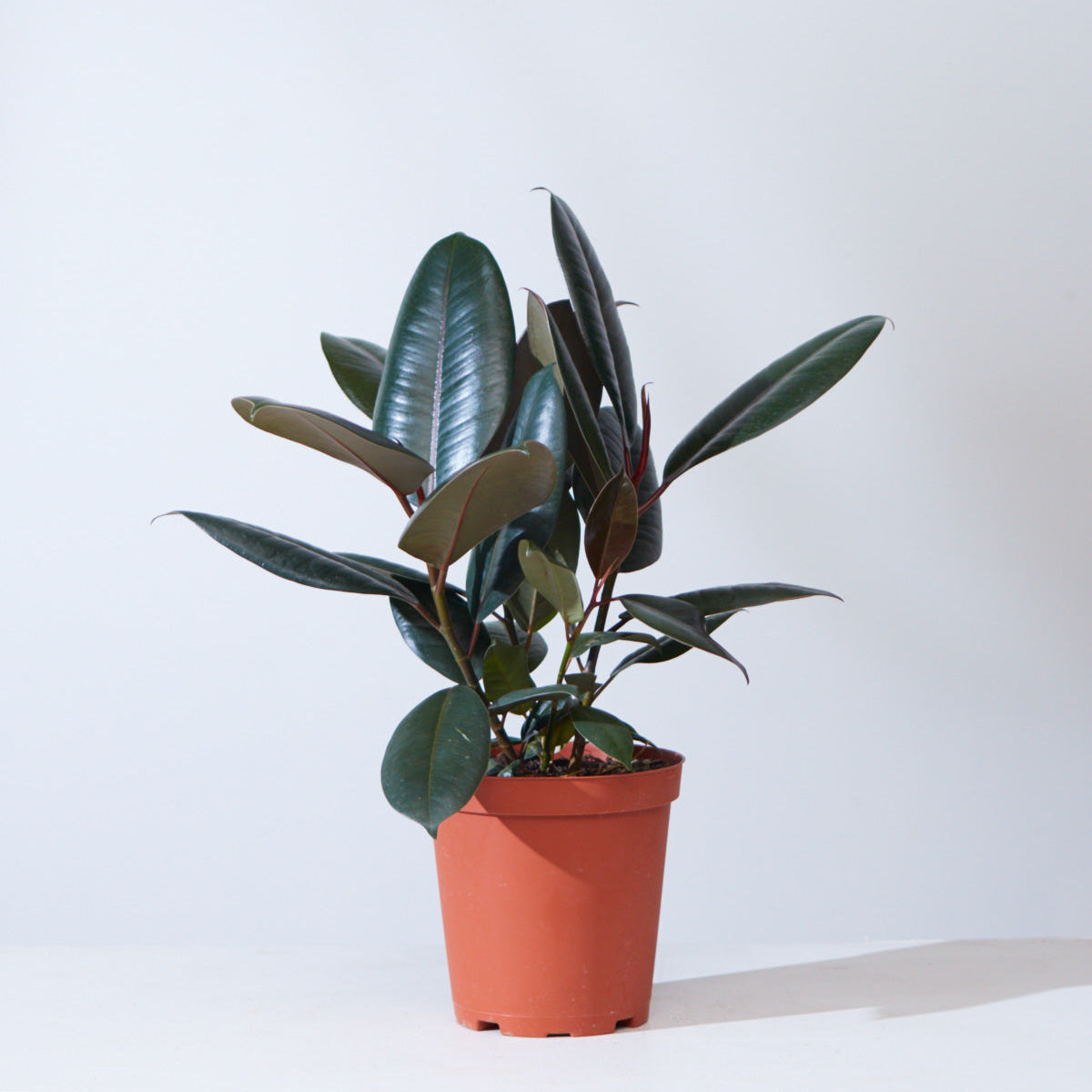 Burgundy Rubber Plant: Ficus elastica - 5 inch pot
