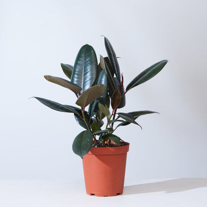 Burgundy Rubber Plant: Ficus elastica - 5 inch pot