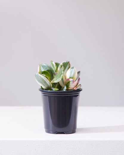 Variegated Jade Plant: Crassula ovata - 4 inch pot — indoor plant — indoor plant for sale by Promise Supply for delivery and pickup in Toronto.