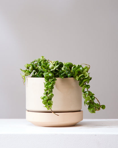 Hindu Rope: Hoya carnosa 'Compacta' - 6 inch pot — indoor plant — indoor plant for sale by Promise Supply for delivery and pickup in Toronto.