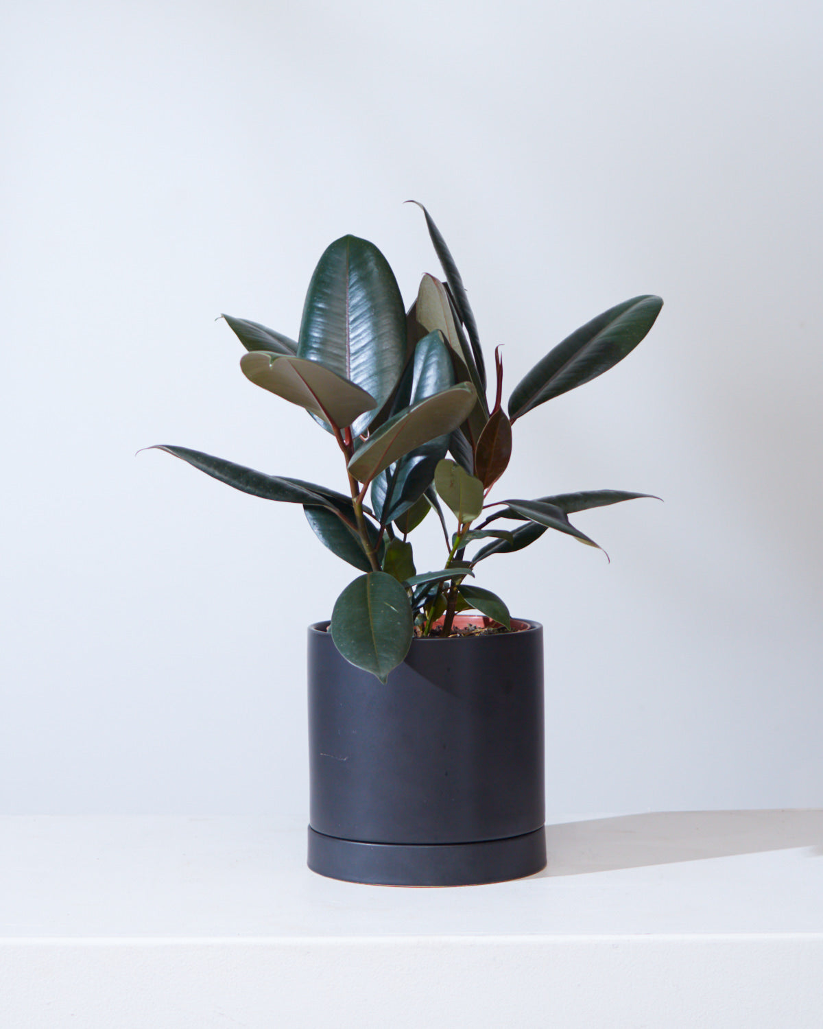 Burgundy Rubber Plant: Ficus elastica - 5 inch pot