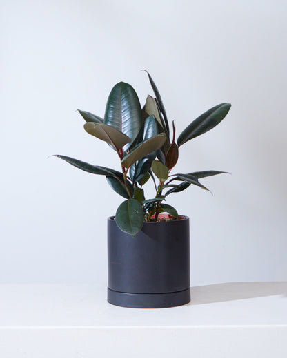 Burgundy Rubber Plant: Ficus elastica - 5 inch pot