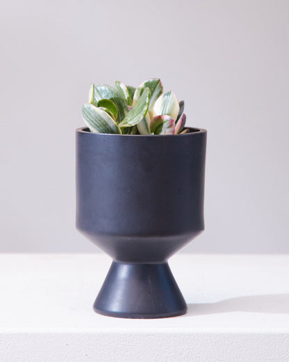 Variegated Jade Plant: Crassula ovata - 4 inch pot — indoor plant — indoor plant for sale by Promise Supply for delivery and pickup in Toronto.