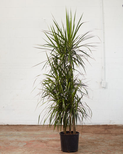 Cutback Staggered Dragon Tree: Dracaena marginata - 12 inch pot - 6 foot tall