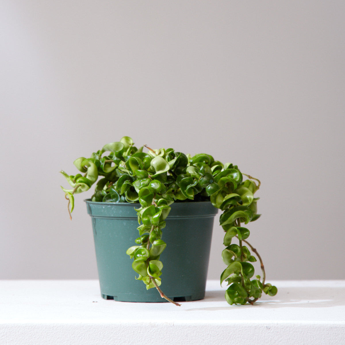 Hindu Rope: Hoya carnosa 'Compacta' - 6 inch pot — indoor plant — indoor plant for sale by Promise Supply for delivery and pickup in Toronto.