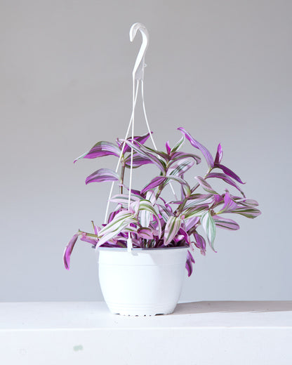 Bubblegum Wandering Plant: Tradescantia 'Nanouk' - 6 inch hanging basket