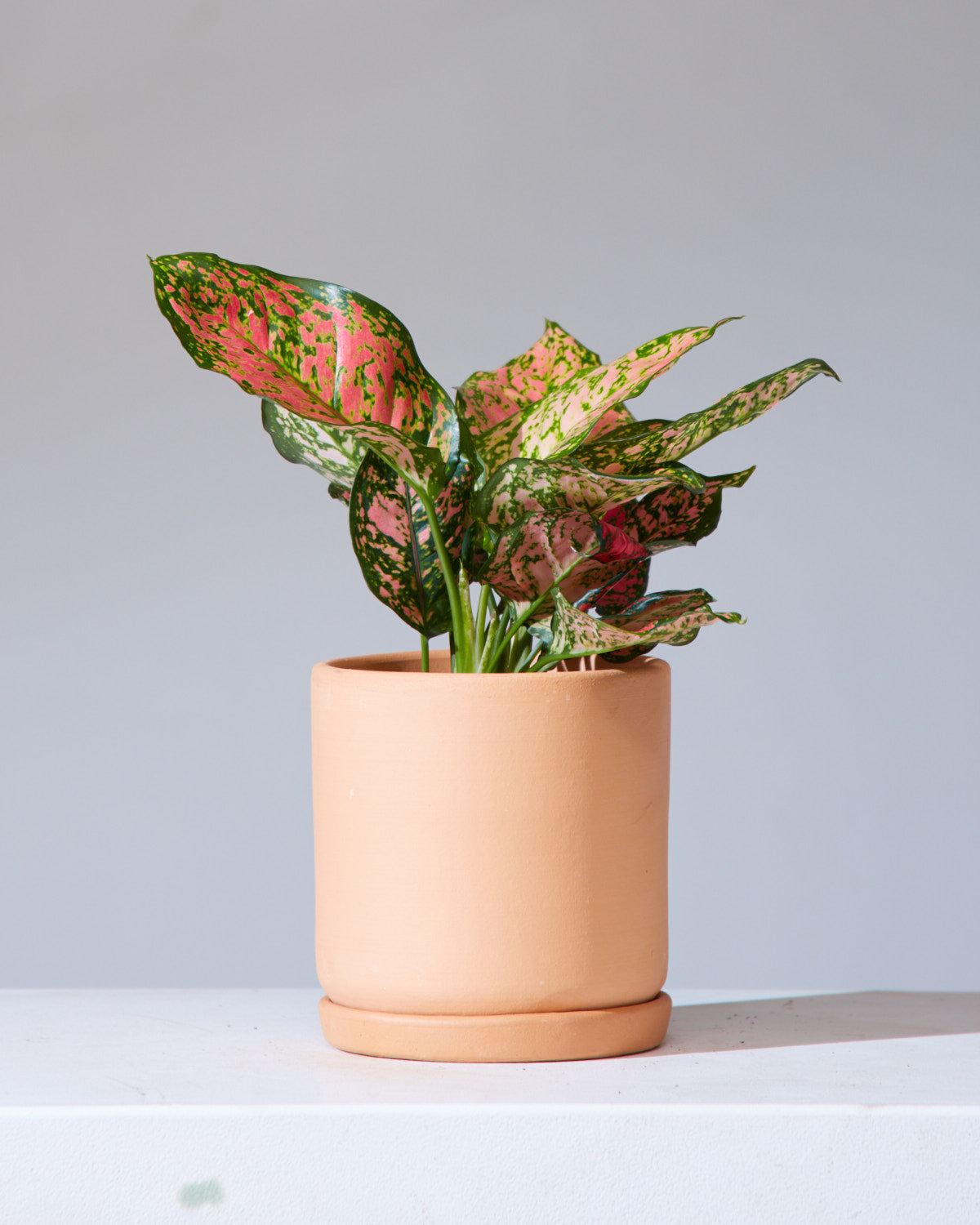 Lady Valentine Chinese Evergreen: Aglaonema anyamanee - 5 inch pot — indoor plant — indoor plant for sale by Promise Supply for delivery and pickup in Toronto.