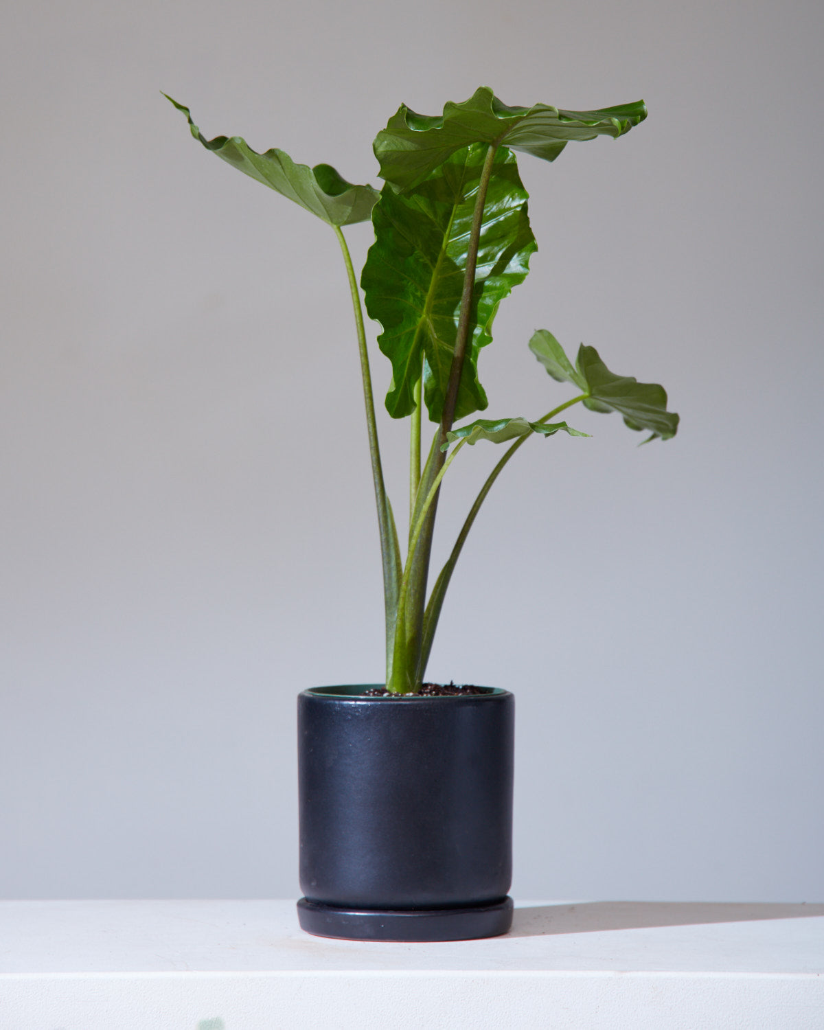 Portora Elephant Ear: Alocasia - 6 inch pot — indoor plant — indoor plant for sale by Promise Supply for delivery and pickup in Toronto.