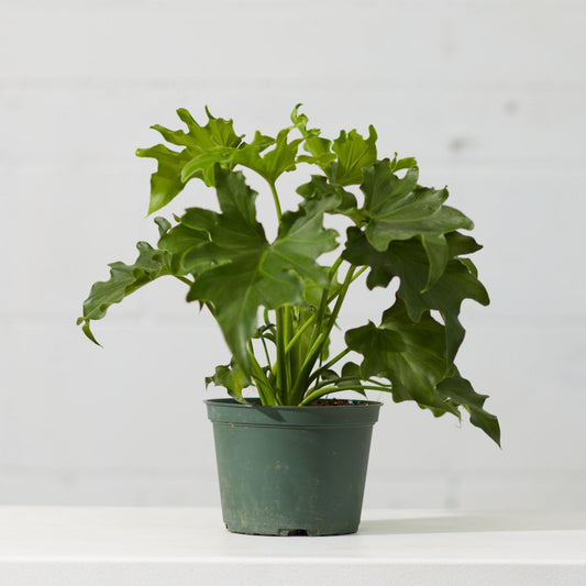Hope Selloum: Philodendron bipinnatifidum - 6 inch pot — indoor plant — indoor plant for sale by Promise Supply for delivery and pickup in Toronto.