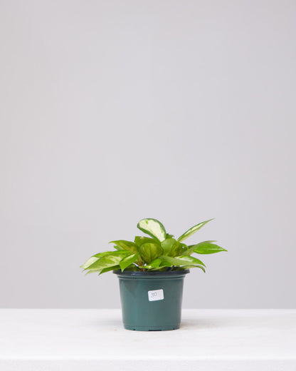 Crimson Princess Wax Plant: Hoya carnosa - 5 inch pot — indoor plant — indoor plant for sale by Promise Supply for delivery and pickup in Toronto.